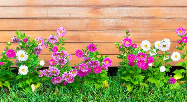 Färggranna astrar flowerin trädgård — Stockfoto