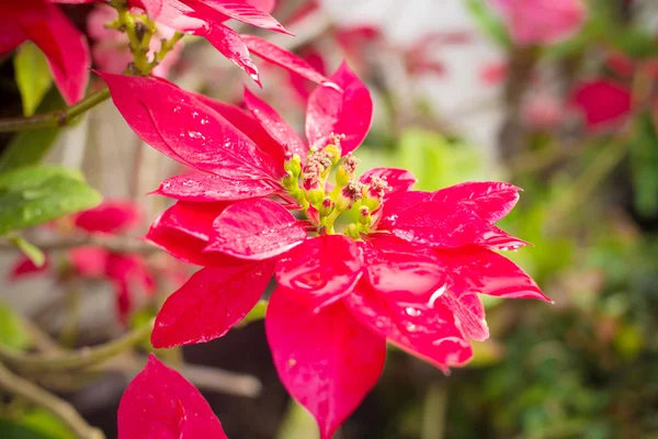 Piante di poinsettia rossa — Foto Stock