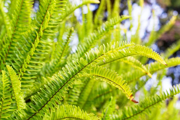 Gröna fern — Stockfoto