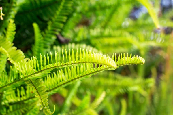 Felce verde — Foto Stock