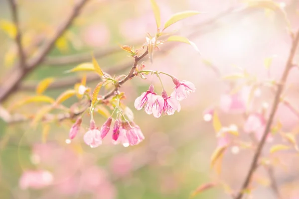 Flor de cerejeira ou ramo de sakura — Fotografia de Stock