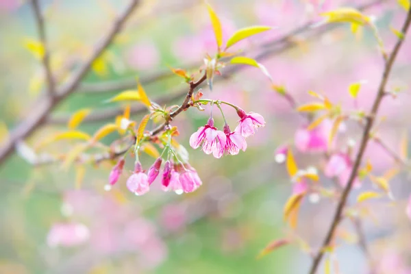 Κεράσι ανθίσει ή sakura υποκατάστημα — Φωτογραφία Αρχείου