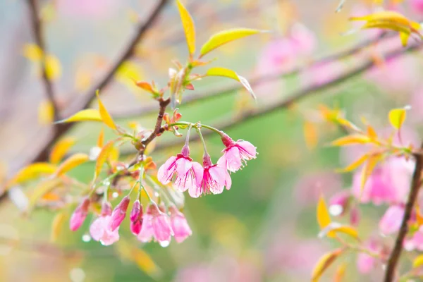 Kiraz çiçeği veya sakura Şubesi — Stok fotoğraf