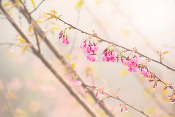 Kirschblüte oder Sakura-Zweig — Stockfoto