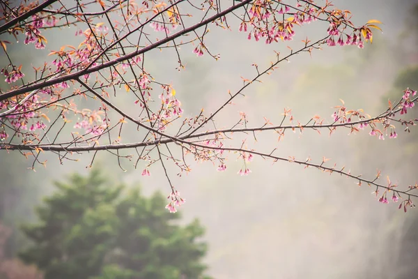 Kwiat wiśni lub sakura — Zdjęcie stockowe