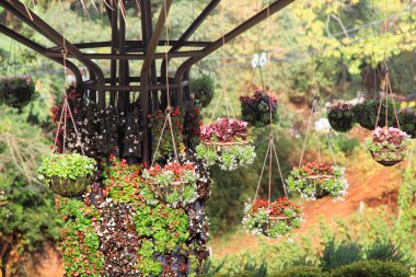 Muticolor çiçek asılı