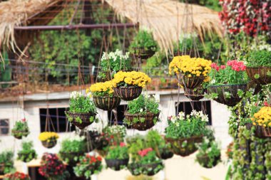 Muticolor çiçek asılı