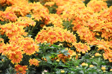 Kırmızı krizantem Çiçek bahçesinde çiçek yatak