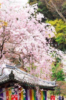 Nara 'daki eski tapınakta bahar mevsimi,' Hasedera '