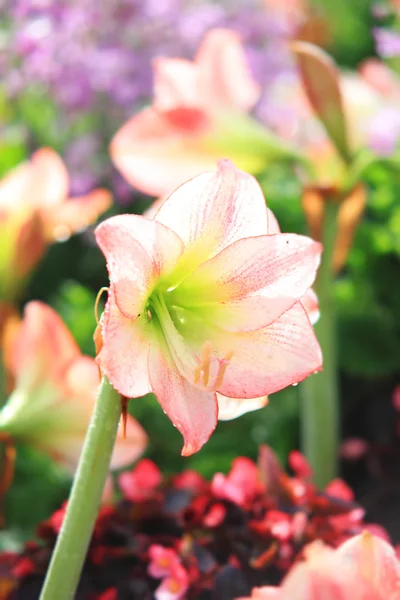 Ένα όμορφο αστέρι Lilly λουλούδι — Φωτογραφία Αρχείου