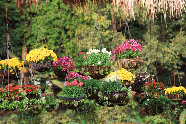 Muticolor flower hanging — Stock Photo, Image