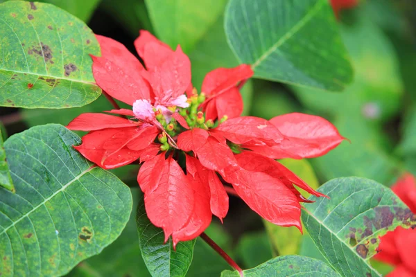 Christmas red poinsettia plants in garden — Stock Photo, Image