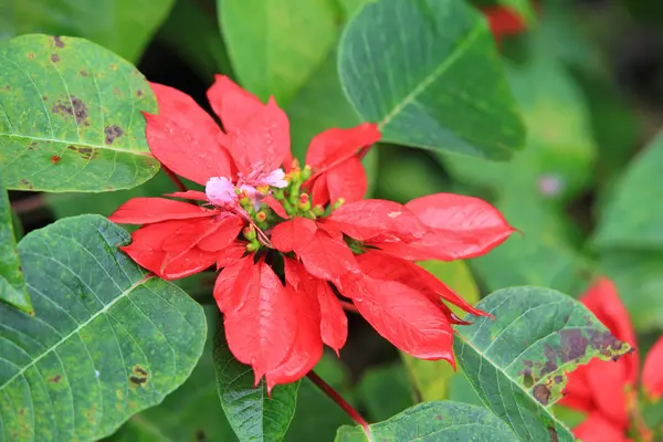 Christmas red poinsettia plants in garden — Stock Photo, Image