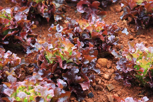 Fresh lettuce vegetable farm — Stock Photo, Image