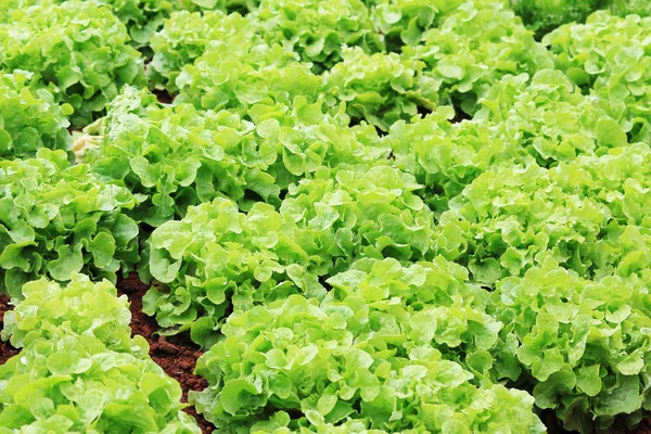 Fresh lettuce vegetable farm — Stock Photo, Image