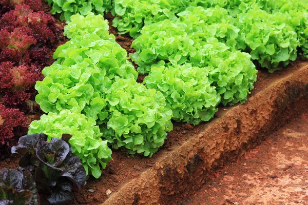 Fresh lettuce vegetable farm — Stock Photo, Image