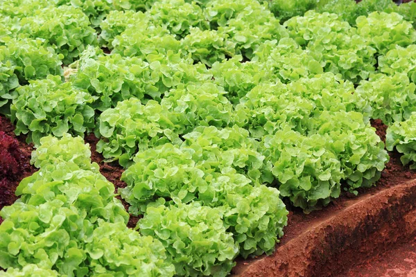 Fresh lettuce vegetable farm — Stock Photo, Image