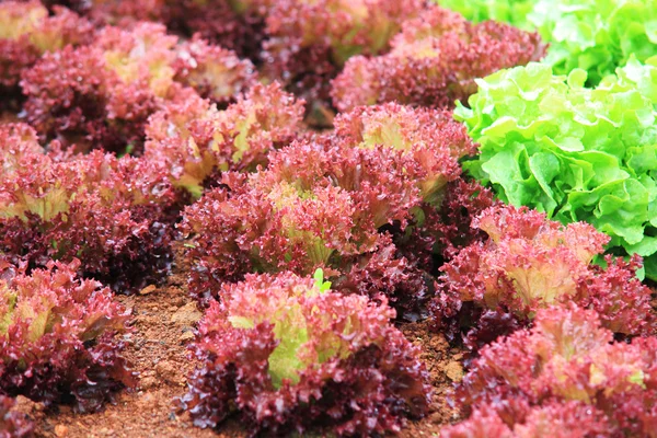 Fresh lettuce vegetable farm — Stock Photo, Image