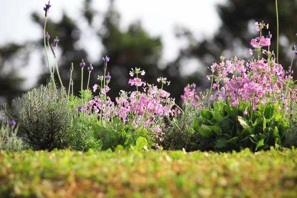 Mooie kleine violette folwer in de tuin — Stockfoto