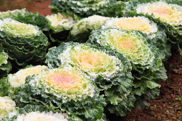 Cabbage Ornamental in garden — Stock Photo, Image