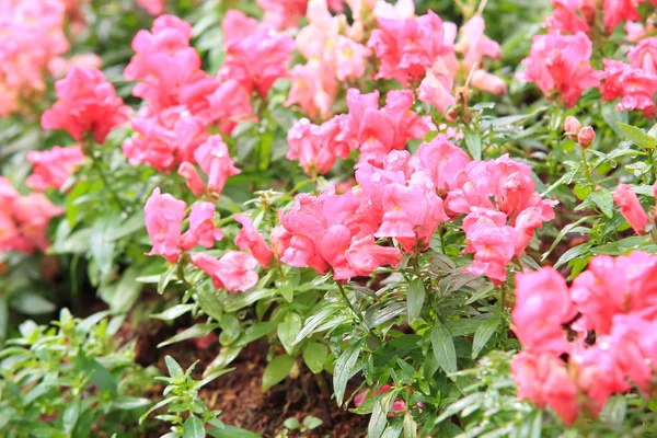 Pink Antirrhinum flowers — Stock Photo, Image