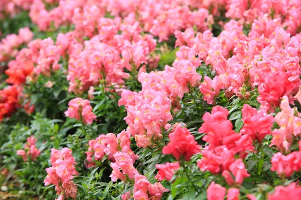 Rosa Antirrhinum flores — Foto de Stock