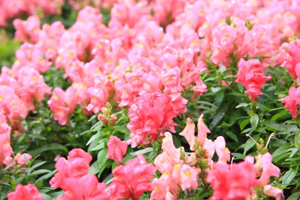 Pink Antirrhinum flowers — Stock Photo, Image