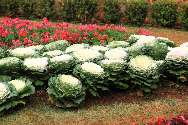 Cabbage Ornamental in garden — Stock Photo, Image