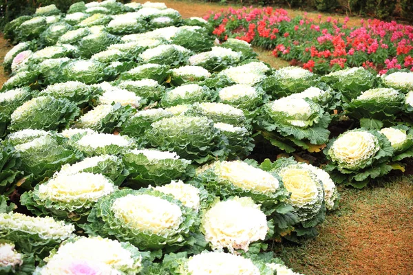Cabbage Ornamental in garden — Stock Photo, Image