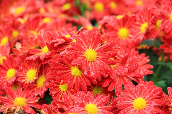 Blomma säng av röda krysantemum blomma i trädgården — Stockfoto