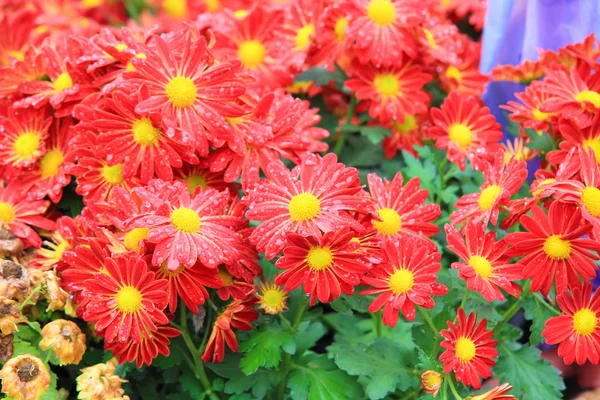 Blomma säng av röda krysantemum blomma i trädgården — Stockfoto