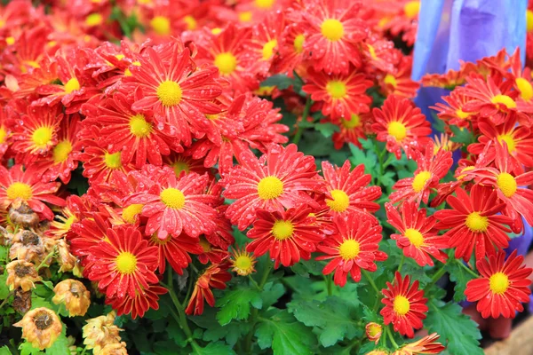 Blomma säng av röda krysantemum blomma i trädgården — Stockfoto