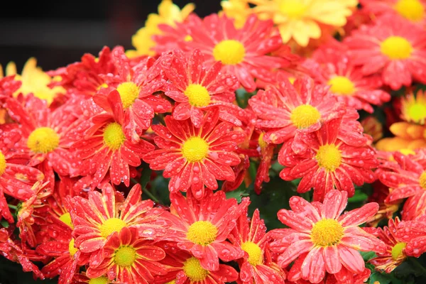 Blomma säng av röda krysantemum blomma i trädgården — Stockfoto