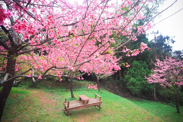 Flor de cerezo rosa en el jardín —  Fotos de Stock