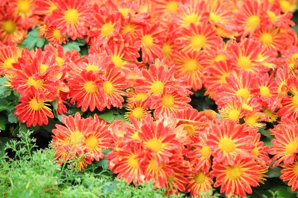 Cama de flores de crisântemos vermelhos flor no jardim — Fotografia de Stock