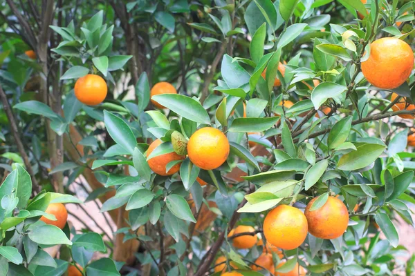 Plantação de laranja em Chiangmai — Fotografia de Stock