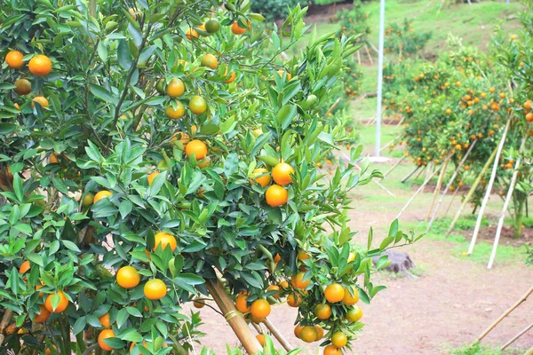 Orange plantation in chiangmai thailand — Stock Photo, Image