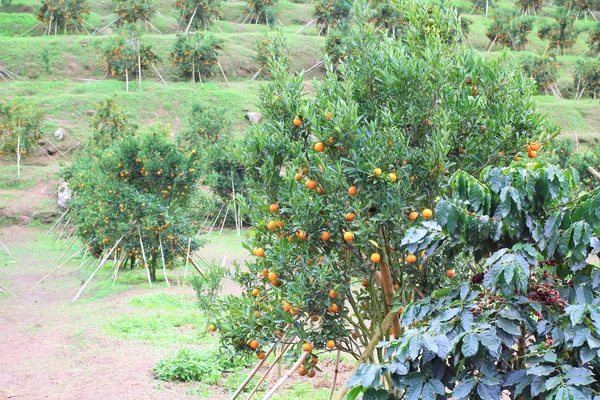 Pomerančové plantáže v chiangmai, Thajsko — Stock fotografie