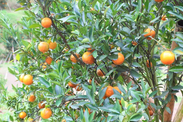 Orangenplantage in Chiangmai Thailand — Stockfoto