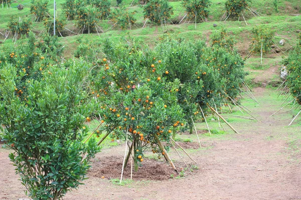 Piantagione di arance in Thailandia chiangmai — Foto Stock