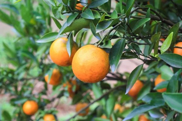 Plantação de laranja em Chiangmai — Fotografia de Stock