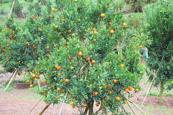 Oranje plantage in chiangmai thailand — Stockfoto