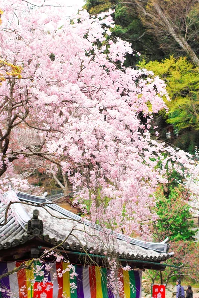 Punto primaverile a Nara presso l'antico tempio, 'Hasedera' — Foto Stock