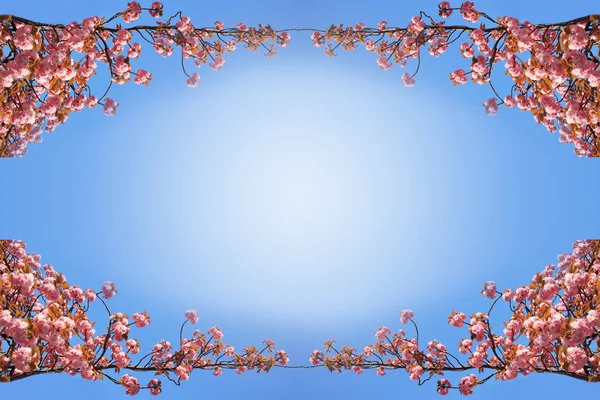 Jarní sakura snímek na pozadí modré oblohy — Stock fotografie