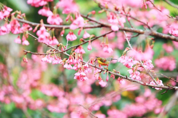 Pájaro en flor de cerezo — Foto de Stock