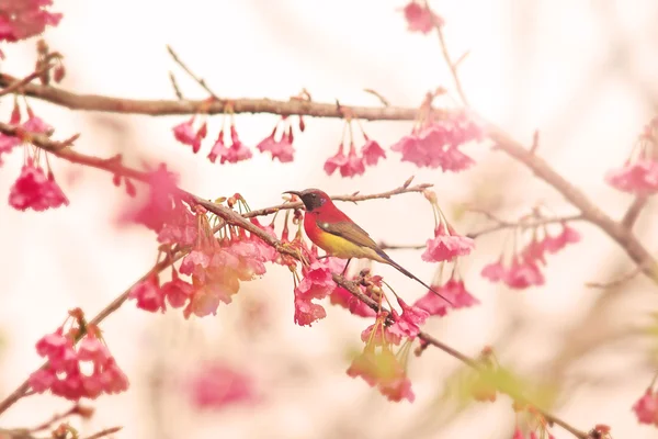 Ptak na kwiatach wiśni — Zdjęcie stockowe