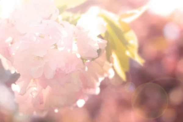 Abstract blur sakura background — Stock Photo, Image