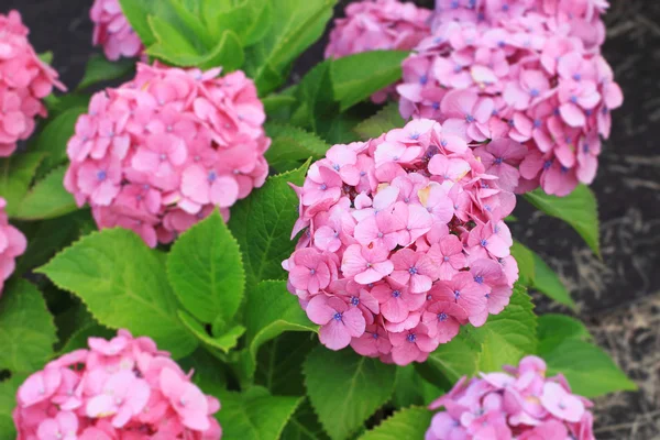 Hortensia jardín en Japón — Foto de Stock