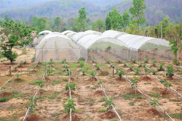 Organic vegetable farm — Stock Photo, Image