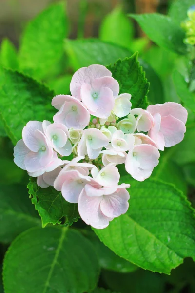 Hortensiengarten in Japan — Stockfoto